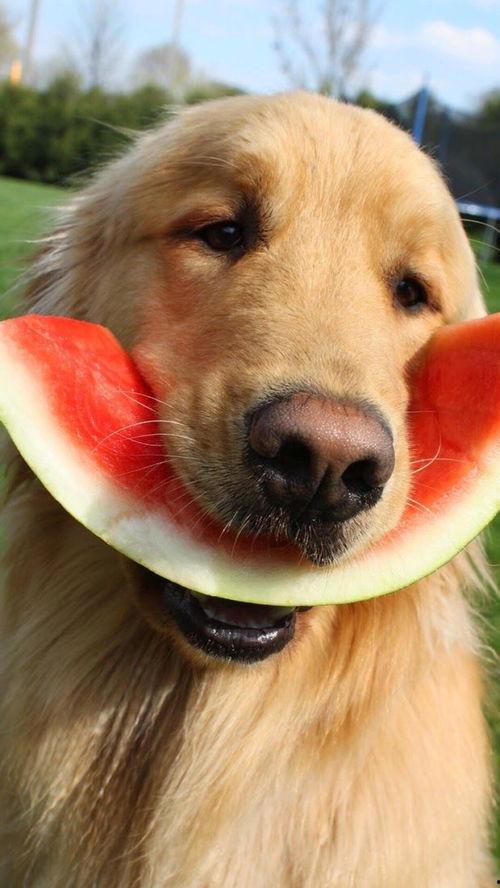 娱乐吃瓜酱搬家带狗